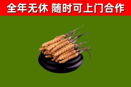 皮山回收冬虫夏草