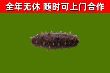皮山回收海参干